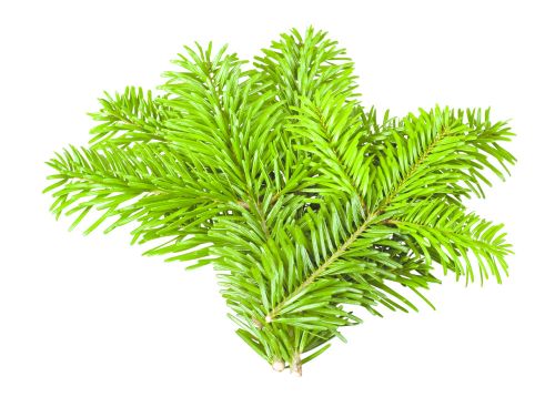 Nordmann-Tannen-Reisig